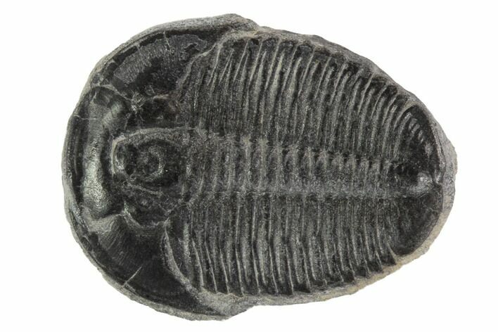 Elrathia Trilobite Fossil - Utah #97083